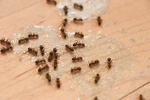 Pest Control Cost in Grape Creek, TX